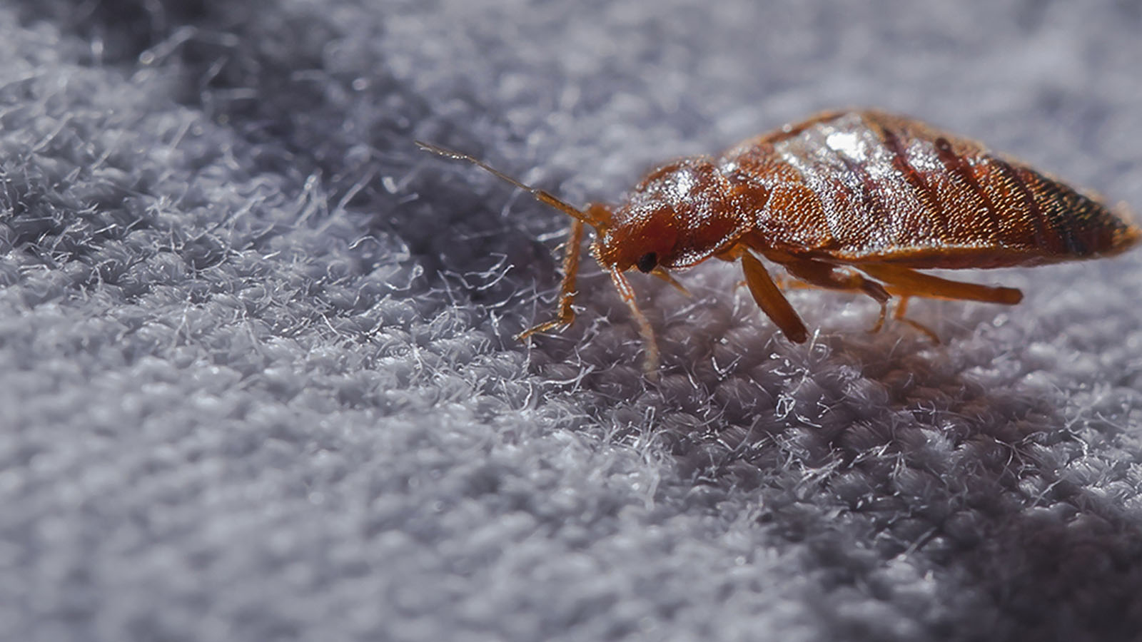 Customized Bed Bug Chemical Treatment for Your Home